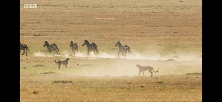 Grant's zebra (Equus quagga boehmi) as shown in Seven Worlds, One Planet - Africa